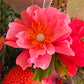 Paper Flower on stem Light Pink